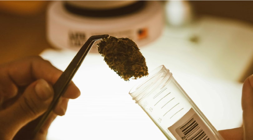 Tongues holding a nug of Delta-8 flower, taking it out of a container.