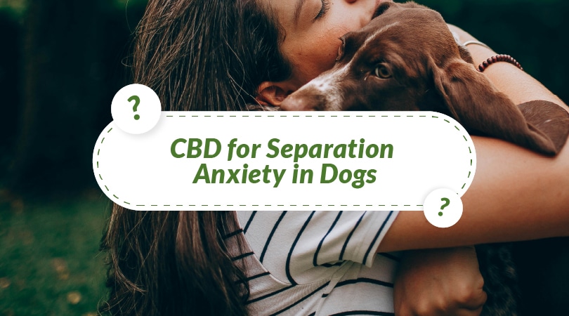 CBD for Separation Anxiety in Dogs