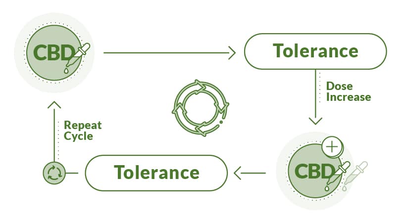 Cycle of how CBD tolerance builds.