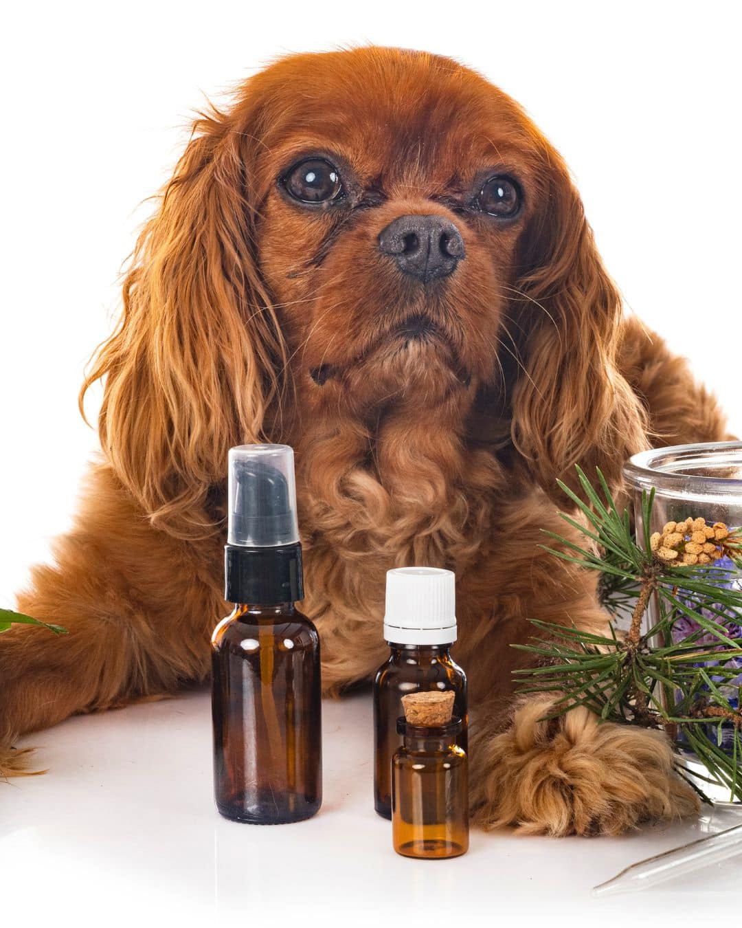 CBD Oil For Pets