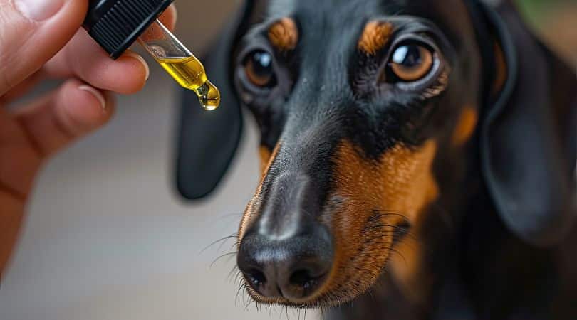 Many vets acknowledge CBD treatment for dogs as promising, especially for conditions like pain, anxiety, and seizures.