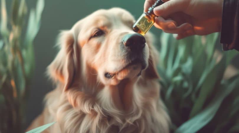 Many companies recommend 0.2mg to 0.5mg of CBD per pound of body weight. 