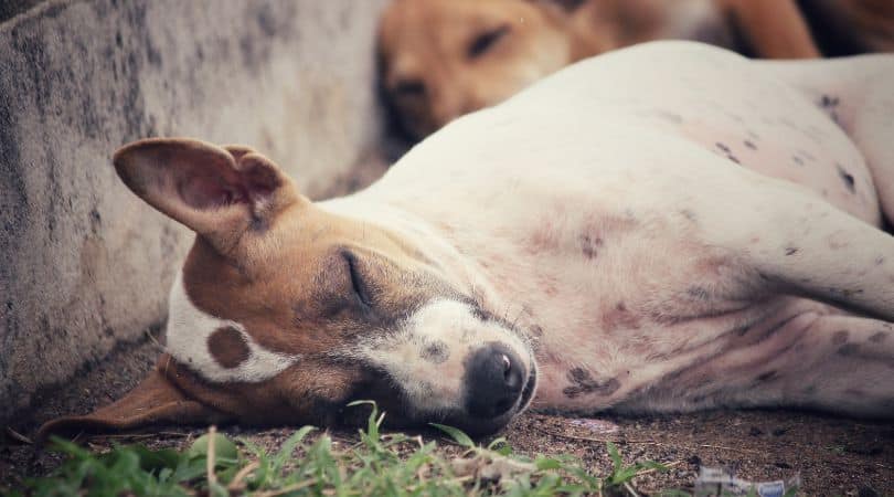 studies suggest CBD may reduce seizure frequency in dogs with epilepsy. 