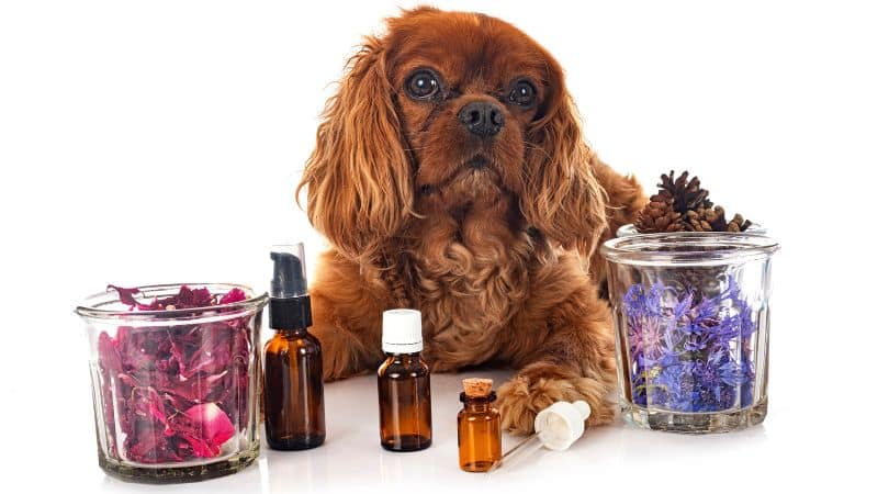 Pet products are typically flavored, and they’re dosed at levels that make sense for smaller bodies. 