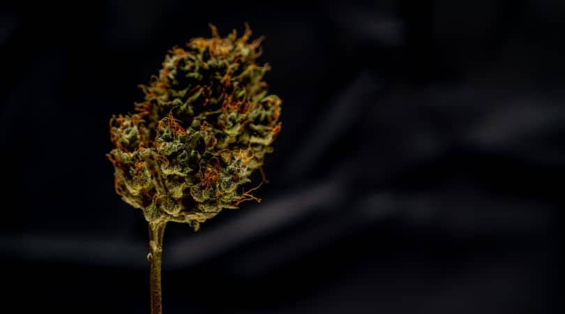 Delta 8 THC is a naturally occurring cannabinoid present in hemp in small amounts. 