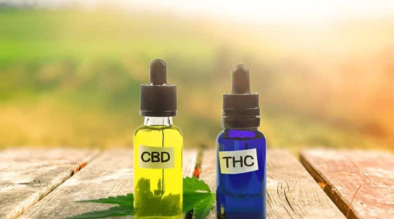 Hemp seed oil comes from the hemp seeds. While it doesn't contain cannabinoids like CBD, it is rich in omega-3 and omega-6 fatty acids, which are crucial for overall wellness.