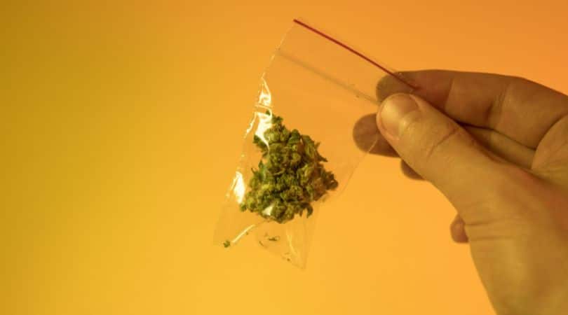 Wondering “How long does Delta 8 effects last” ? & Compare vapes, gummies, & find out what impacts detection in drug tests.