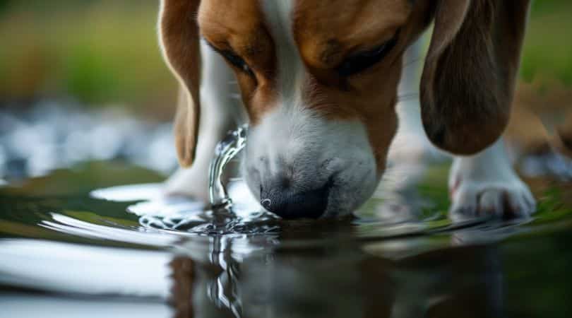 Some dogs may experience Dry mouth. 