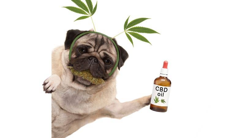 This is a broader category that often overlaps with tinctures but can include flavored oils like bacon or salmon designed to appeal to dogs. 