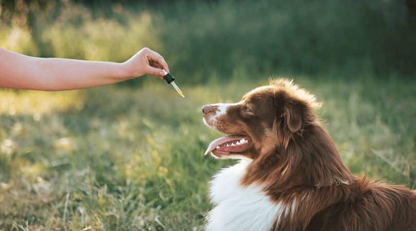 The best approach is to start with a low dose, typically 0.25mg of CBD per pound of body weight and increase the amount gradually until you see noticeable improvement.