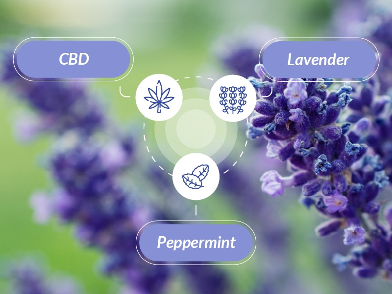 Lavender plant in the background with 3 text boxes juxtaposed: CBD, lavender, and peppermint.