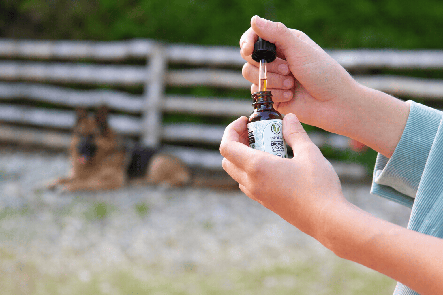 Dog waiting patiently for CBD oil.